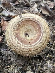 Lactarius romagnesii