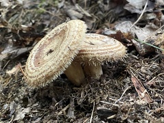 Lactarius romagnesii