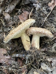 Lactarius romagnesii