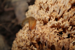 Ramaria stricta