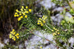 Euryops linifolius