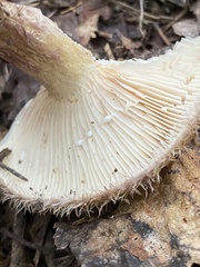Lactarius romagnesii
