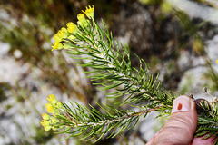 Euryops linifolius