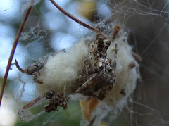 Cyrtophora citricola