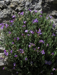 Aubrieta columnae italica