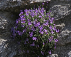 Aubrieta columnae italica