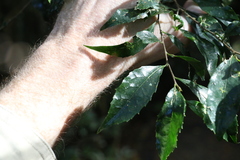 Symplocos baeuerlenii