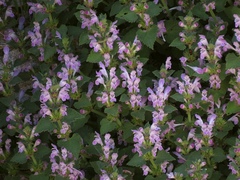 Lamium garganicum
