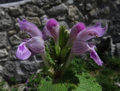 Lamium garganicum