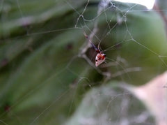Argyrodes argyrodes