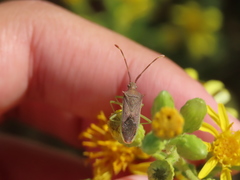 Plinachtus imitator