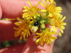Parexochomus nigromaculatus
