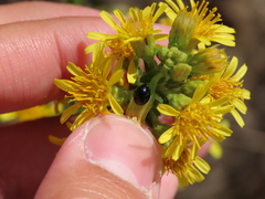 Parexochomus nigromaculatus