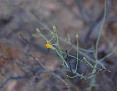 Leucosyris carnosa