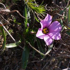 Moraea versicolor