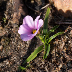 Moraea versicolor