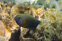 Pomacentrus chrysurus