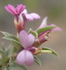 Muraltia knysnaensis