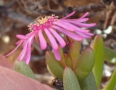 Ruschia viridifolia