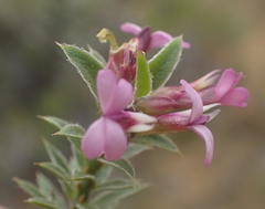 Muraltia knysnaensis