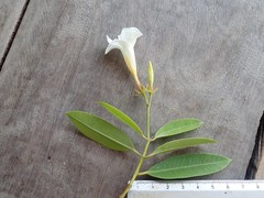 Rhabdadenia biflora