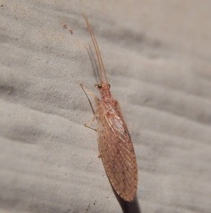 Micromus subanticus