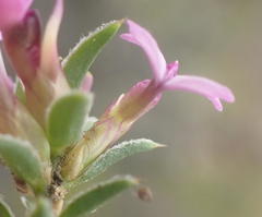 Muraltia knysnaensis