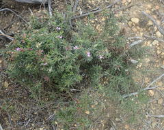 Muraltia knysnaensis