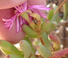 Ruschia viridifolia