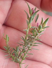 Muraltia knysnaensis