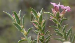 Muraltia knysnaensis