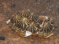 Psammobates tentorius