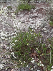 Polygonella polygama