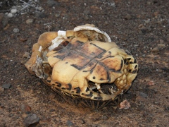 Psammobates tentorius