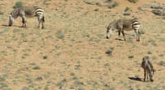 Equus zebra hartmannae