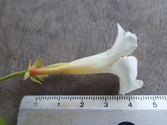 Rhabdadenia biflora