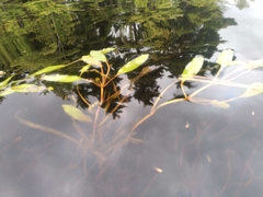 Potamogeton epihydrus