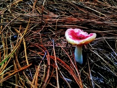 Russula
