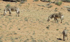 Equus zebra hartmannae