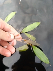 Potamogeton epihydrus