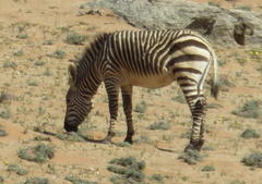Equus zebra hartmannae