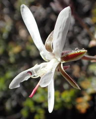 Pelargonium dasyphyllum