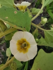 Physalis patula