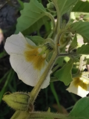 Physalis patula