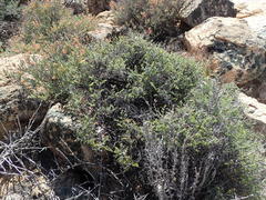 Pelargonium dasyphyllum