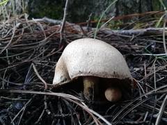 Agaricales
