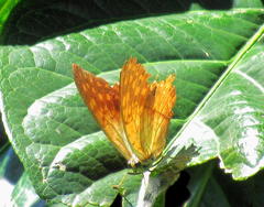 Charaxes varanes varanes