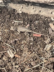 Sceloporus occidentalis