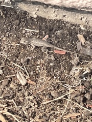 Sceloporus occidentalis