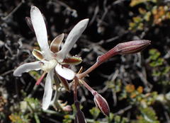 Pelargonium dasyphyllum